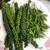 Hạt tiêu xanh loại 1, an toàn VietGAP
